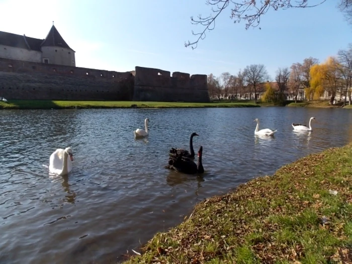 Înaripatele s-au întors pe lacul de lângă cetate.