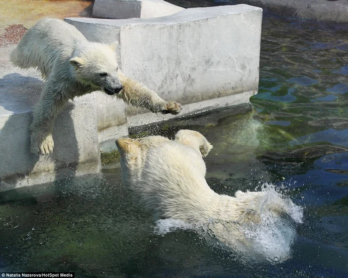Ursoaica de la grădina zoo din Moscova îşi învaţă puii să înoate