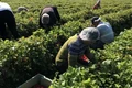 muncitori in agricultura jpeg
