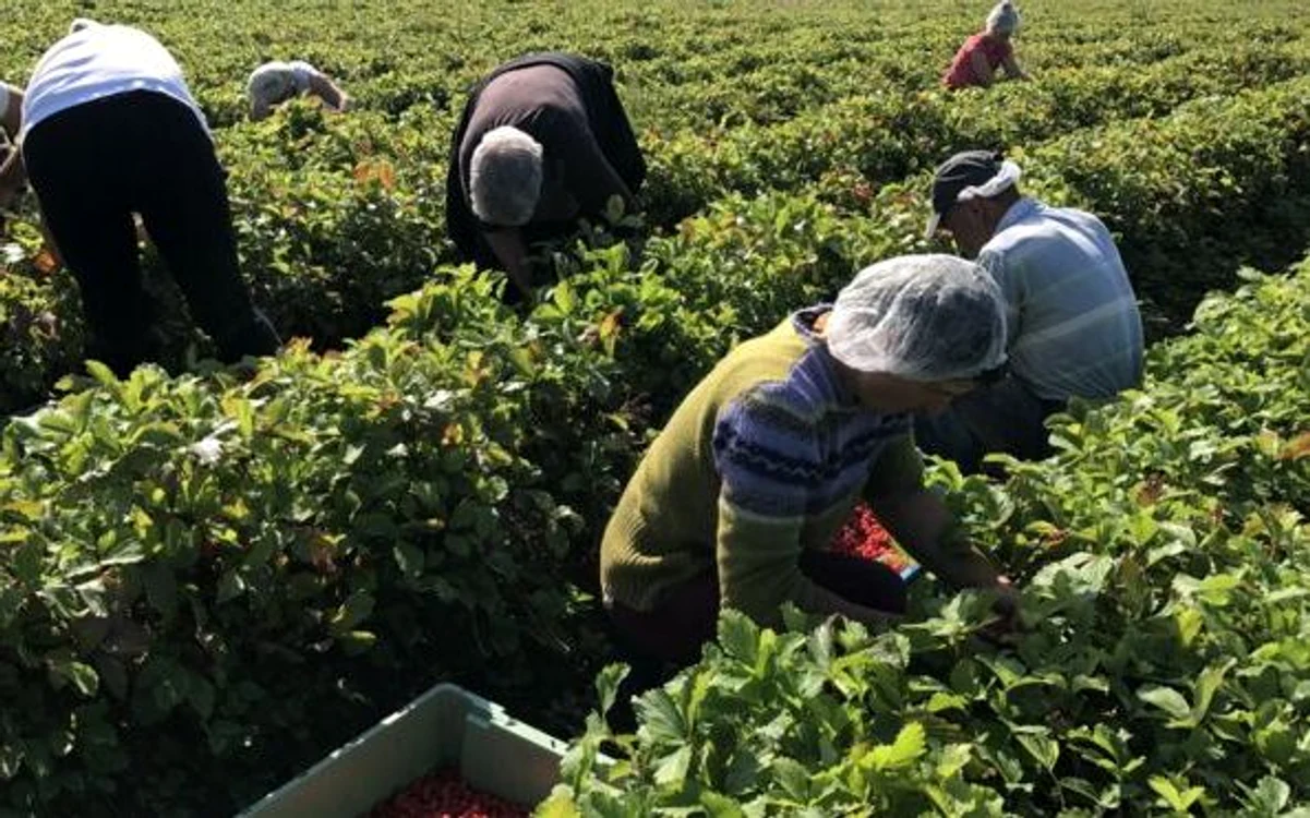 
    Cele mai multe locuri de muncă în străinătate sunt în agricultură  