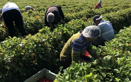 Cele mai multe locuri de muncă în străinătate sunt în agricultură