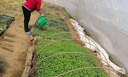 Legumele sunt 100% bio,  asigură producătorii jpeg