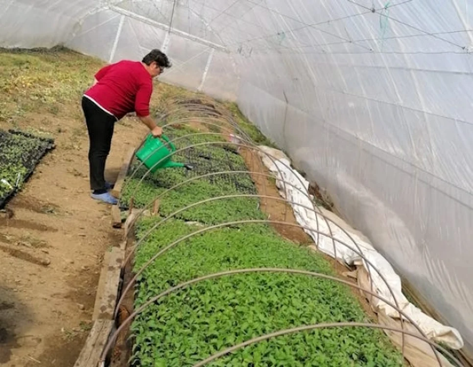 Legumele sunt 100% bio,  asigură producătorii