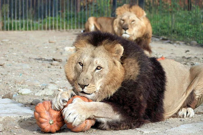 Animalele de la fosta grădină zoologică din Baia Mare sunt salvate de la moarteFoto: George Nedelcu/VIER PFOTEN