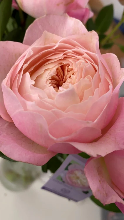 Așa arată trandafirul Constance