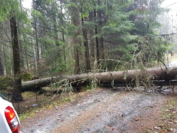 Arbori imenşi au fost doborâţi peste instalaţiile domeniului schiabil Kalinderu