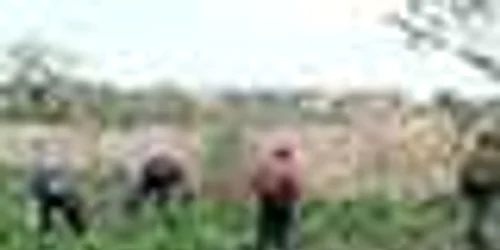 Satu Mare: Florisal a demarat curăţenia de toamnă