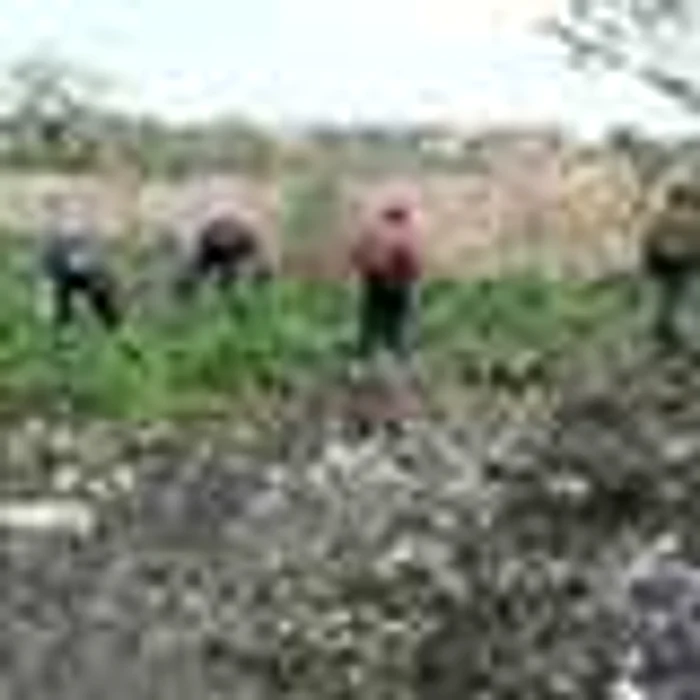 Satu Mare: Florisal a demarat curăţenia de toamnă