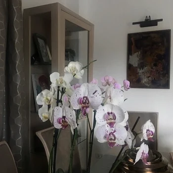 2 79766443 2814220061962857 4698566416482172928 n jpg jpeg