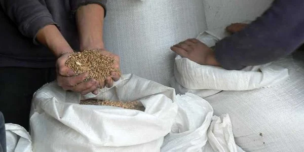 Grâul şi maşinile în care era încârcat au fost confiscate 
