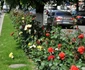 Amenajări florale pe străzile şi în parcurile din Râmnicu Vâlcea Foto Primăria Râmnicu Vâlcea