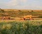 FOTO Autostrada Deva - Lugoj. Un cimitir ilegal încurcă planurile constructorilor. FOTO