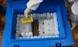 cutii vaccin slobozia sursa realitatea ialomiteana 3 jpeg