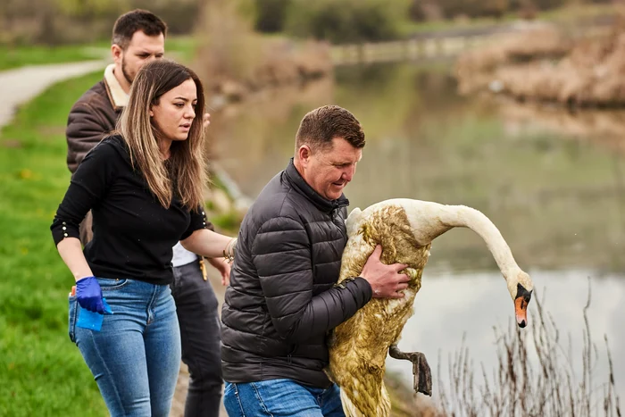 Lebăda a fost eliberată în lacul de acumulare din Târgu Jiu Foto: Claudiu Fiu/facebook