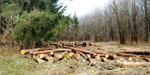 Lemnele tăiate de harghiteni au stârnit furia localnicilor, foto: Arhiva Adevărul