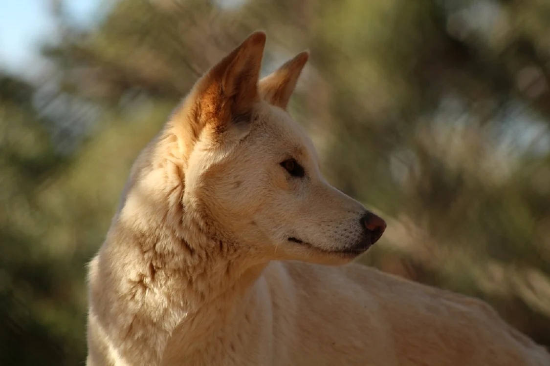 Câine maidanez / Sursă foto: Pixabay