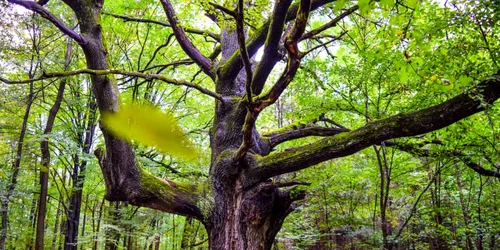 Stejarul de 1.000 de ani. FOTO