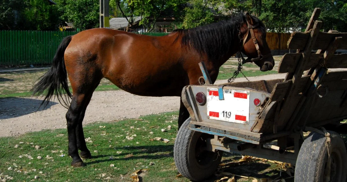 Cei doi bărbaţi transportau tevile furate într-o căruţă (foto arhivă)
