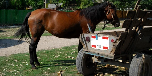 Cei doi bărbaţi transportau tevile furate într-o căruţă (foto arhivă)