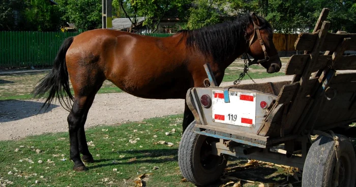 Cei doi bărbaţi transportau tevile furate într-o căruţă (foto arhivă)