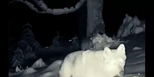 lupi gif gif