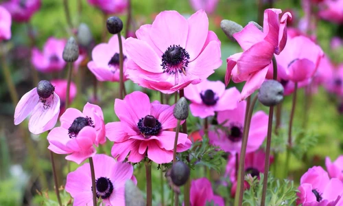 1 76682 original jpg jpeg