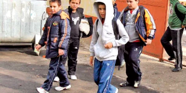 Gripa porcină invadează România