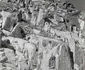 retezat 1963 foto viorel simionescu