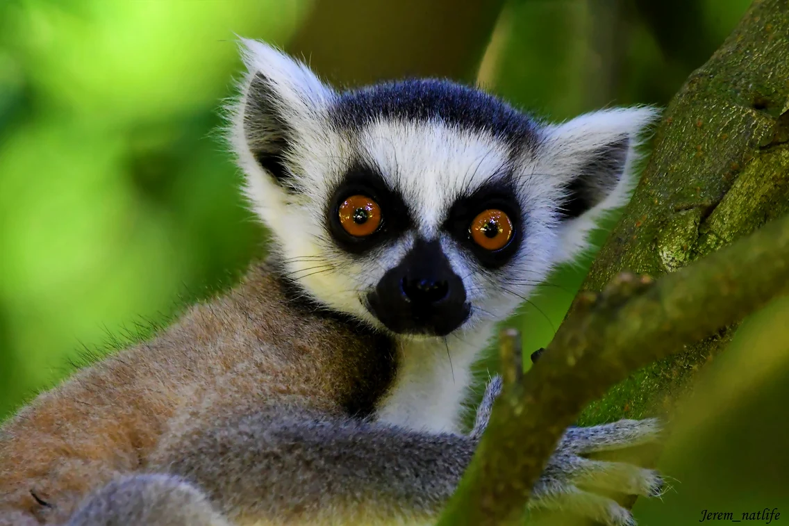 zoo upie franta 3 jpg