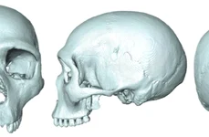 Ultimul strămoş comun al oamenilor şi neanderthalienilor, dezvăluit cu ajutorul unei fosile virtuale jpeg