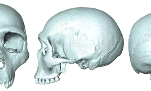 Ultimul strămoş comun al oamenilor şi neanderthalienilor, dezvăluit cu ajutorul unei fosile virtuale jpeg
