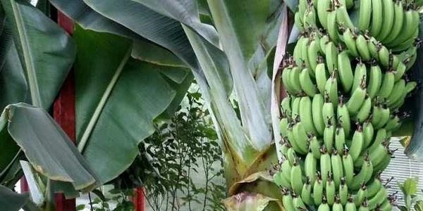banane alba iulia
