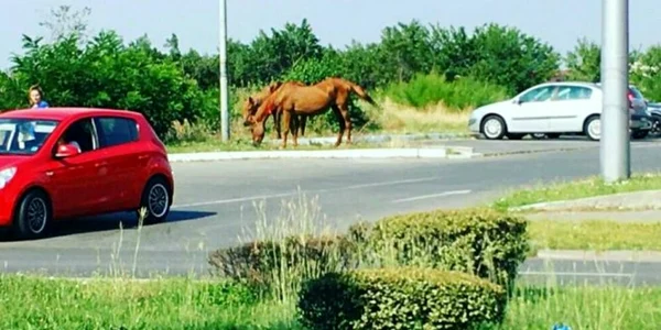 cai in slatina