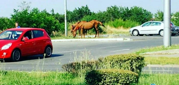 Caii lăsaţi liberi pe străzi nu sunt un fapt neobişnuit în Slatina FOTO: imperativ.ro