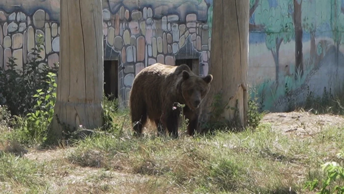 Urşi ZOO Târgovişte. FOTO