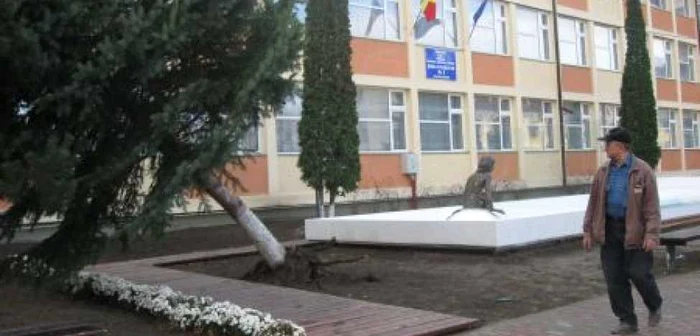 Deşi a trecut o săptămână de când a fost smuls de vânt, bradul din faţa Şcolii 3 este în continuare un pericol pentru trecători