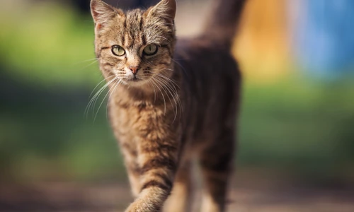 pisica shutterstock 2339861499 jpg