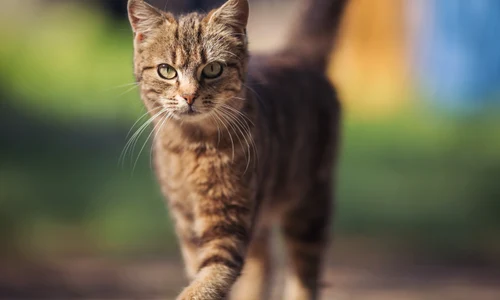 pisica shutterstock 2339861499 jpg