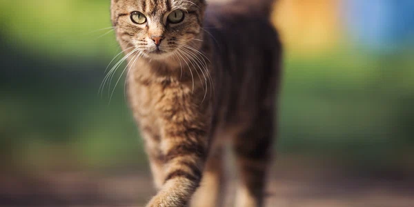 pisica shutterstock 2339861499 jpg