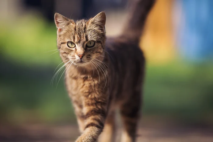 Cât de des trebuie să le faci, de fapt, baie pisicuțelor / Foto: Shutterstock