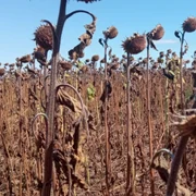 culturi de floarea soarelui afectate de secetă - foto theodora truşcă