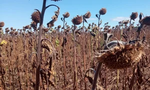 culturi de floarea soarelui afectate de secetă - foto theodora truşcă