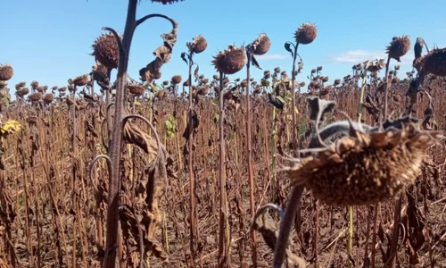 culturi de floarea soarelui afectate de secetă - foto theodora truşcă