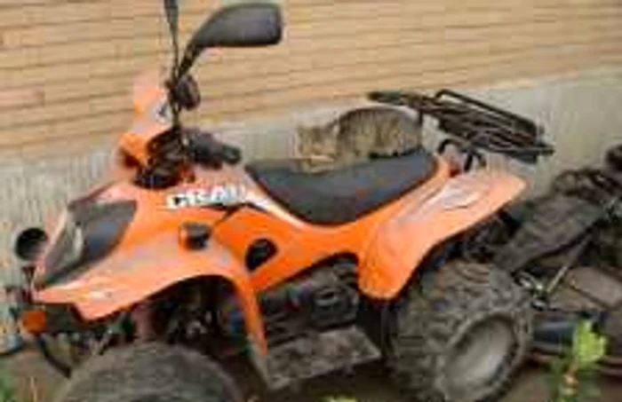 Pisicile şi câinii urmează să fie inventariaţi