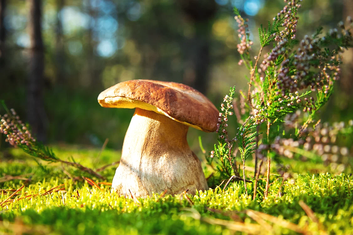 Ciuperci FOTO Shutterstock