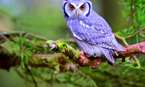 1 63691 original jpg jpeg