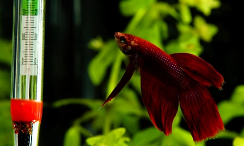 1 56042 original jpg jpeg