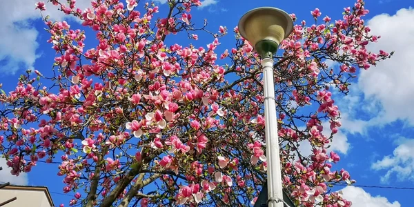 Magnolii - sursă Diana Robu 3
