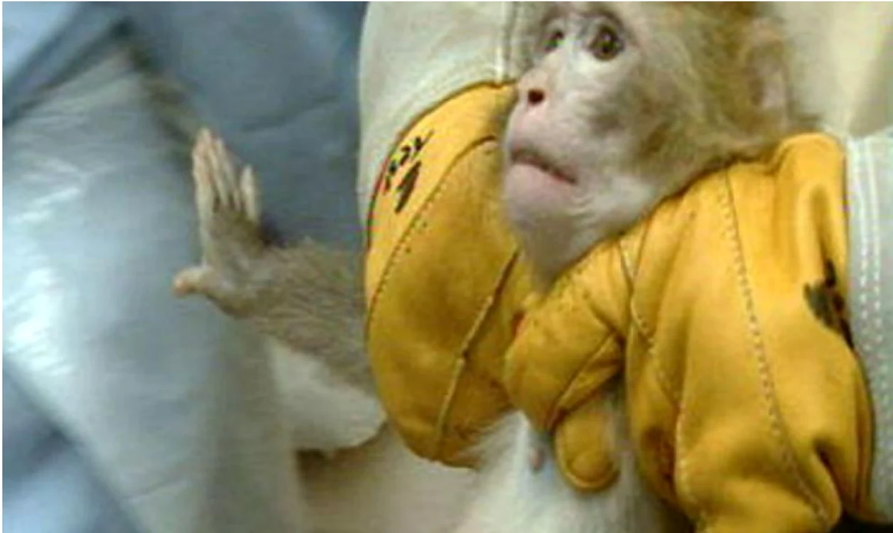 teste pe animale