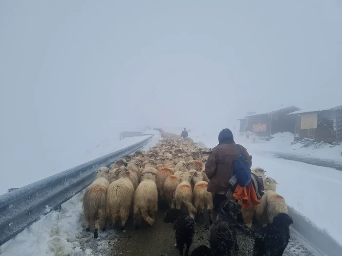 Iarna i-a surpinns pe ciobani pe munte FOTO: DRDP Craiova